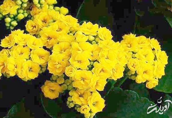 مراقبت از گیاه کالانکوئه کود دهی کالانکوئه